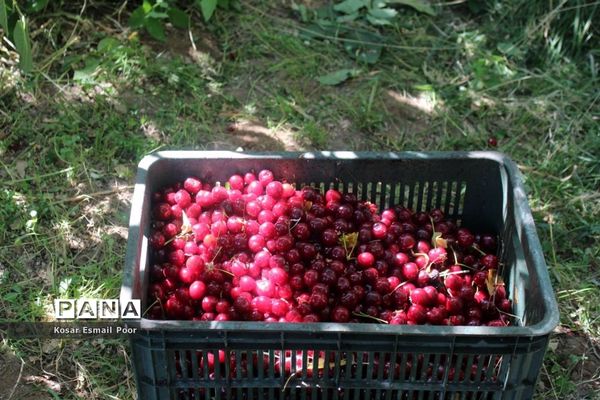 برداشت آلبالو در شهرستان تسوج