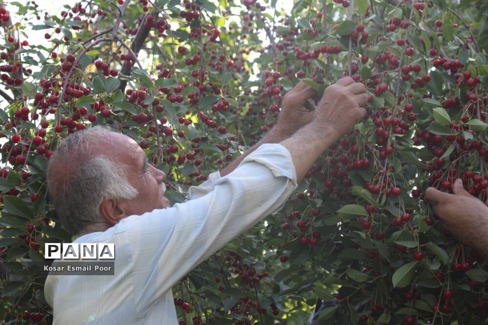 برداشت آلبالو در شهرستان تسوج