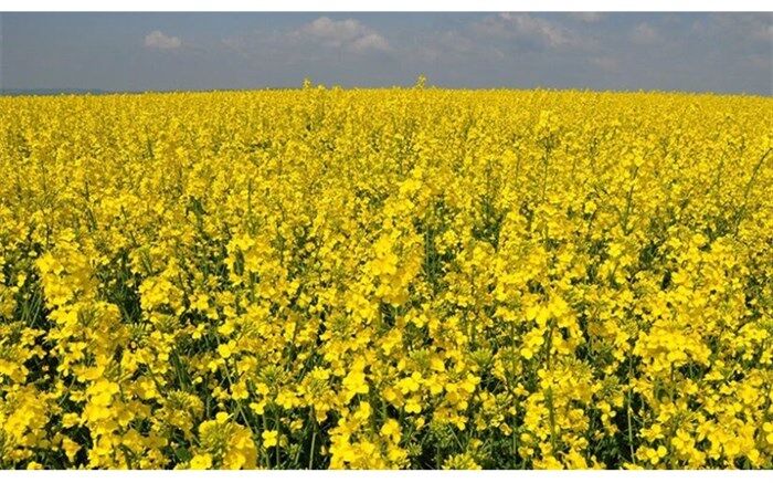 1750 تن کلزا در نقده خریداری شد