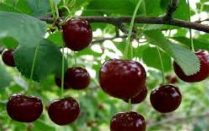 آغاز برداشت آلبالو از باغات چهارمحال و بختیاری