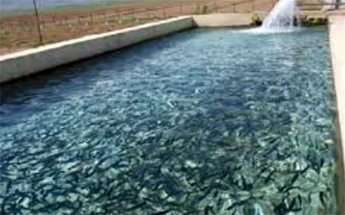 معرفی  مزرعه پرورش ماهی متخلف به مراجع قضایی