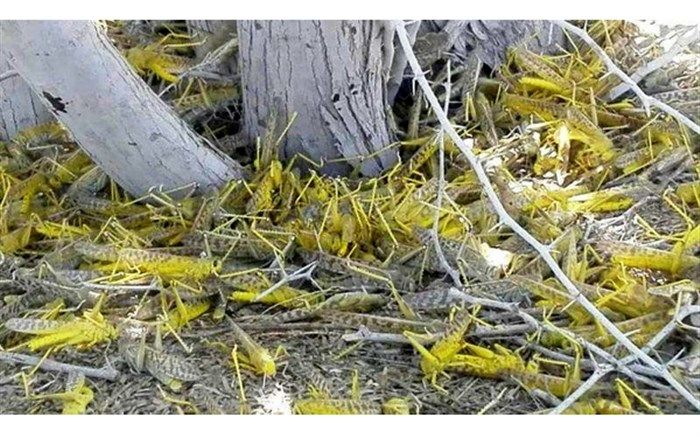 رئیس سازمان جهاد کشاورزی استان خراسان جنوبی:مبارزه با ملخهای مهاجم در 1400 هکتار از مراتع