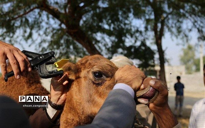 معاون رئیس سازمان و مدیر جهاد کشاورزی شهرستان طبس :  اجرای طرح هویت گذاری وپلاک کوبی دام‌های سبک وسنگین شهرستان طبس