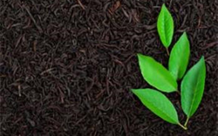 چای ایرانی، شناسه‌دار می شود