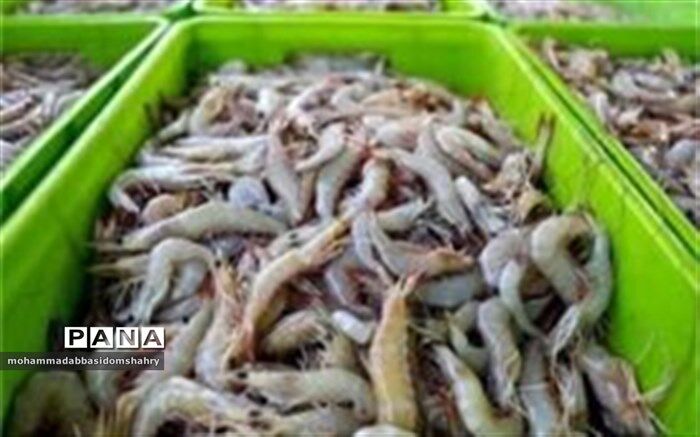 ۵۰ هزار تن میگو امسال در کشور تولید می شود