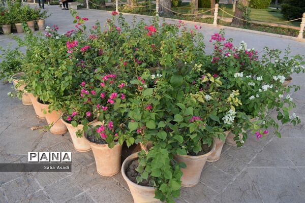 باغ ارم زیبایی چهار فصل شیراز