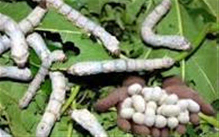 دستیابی به ۱۲ واریته جدید تخم نوغان باکیفیت