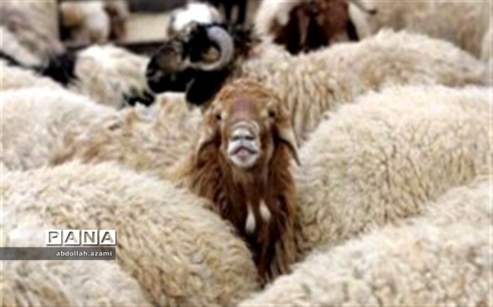 کشف ۷۷ راس گوسفند قاچاق درشهرستان  خنج