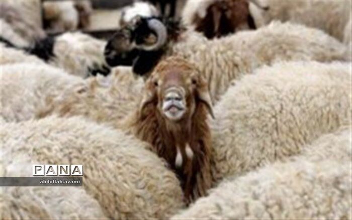 کشف ۷۷ راس گوسفند قاچاق درشهرستان  خنج