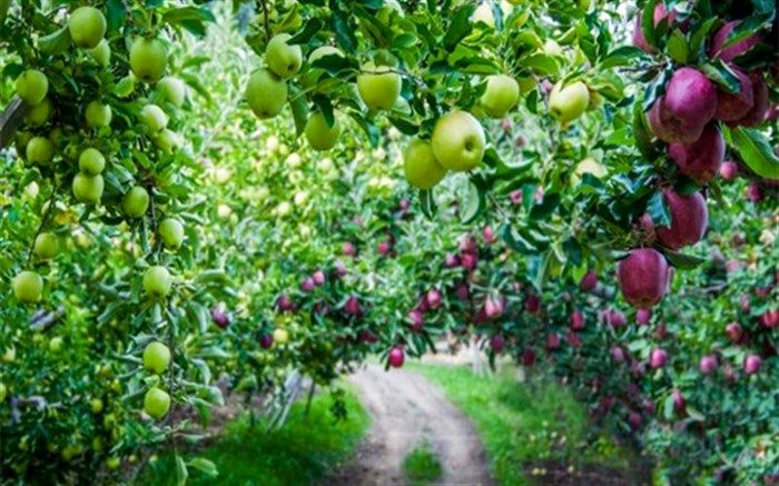 عدم رفع موانع صادرات، قاتل محصولات کشاورزی