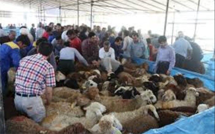 عرضه دام سبک  در شهرری به مناست عید قربان