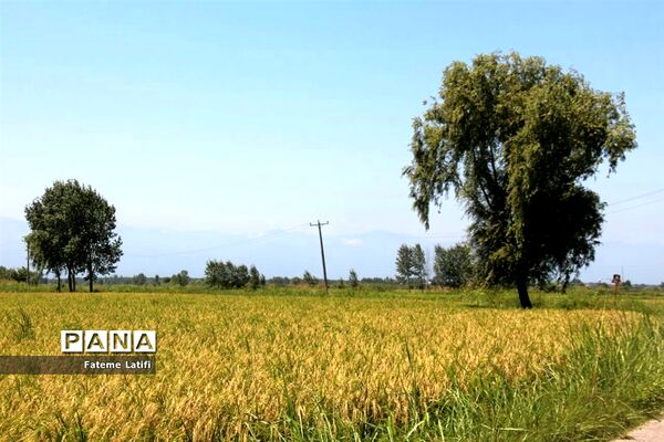 ‍ آغاز فصل برداشت برنج  روستاهای محمودآباد