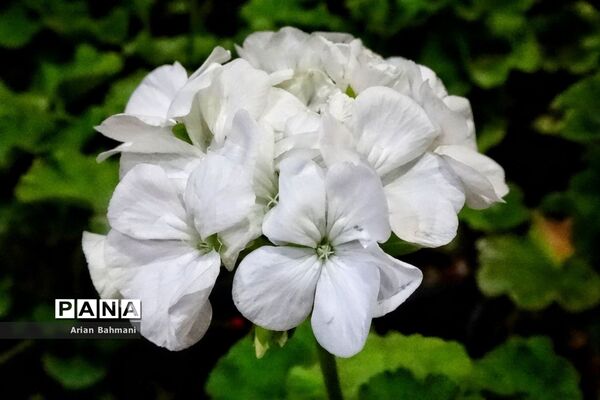 نمایشگاه گل‌های تزیینی کاسپین زنجان
