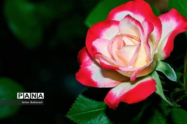 نمایشگاه گل‌های تزیینی کاسپین زنجان