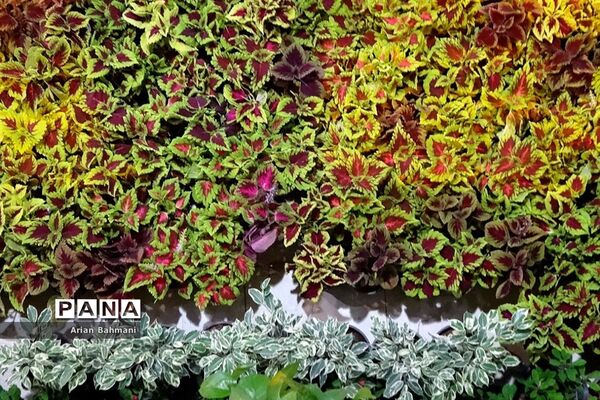 نمایشگاه گل‌های تزیینی کاسپین زنجان