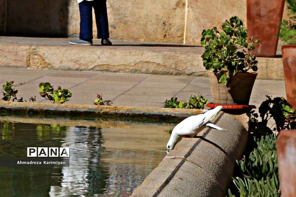نصیرالملک؛ مسجدی از نور و رنگ