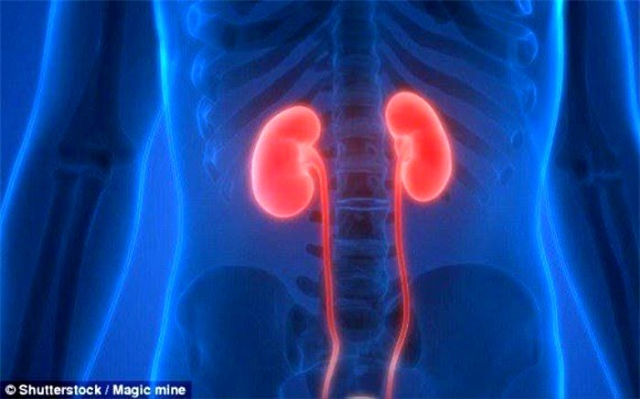 پاکسازی کلیه‌ها با ۹ ماده غذایی