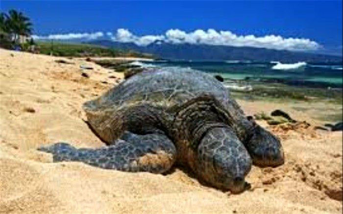 با لاک‌پشت‌های ایران آشنا شوید