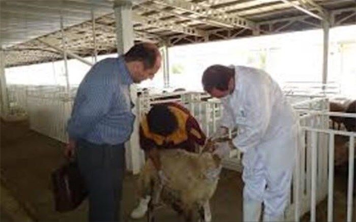 ۳۸ مرکز عرضه و کشتار بهداشتی دام در کرج برپا شد