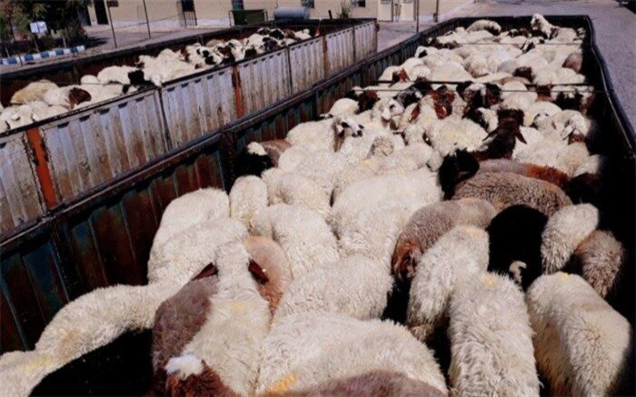 متوسط قیمت دام زنده برای عید قربان 42 هزار تومان است