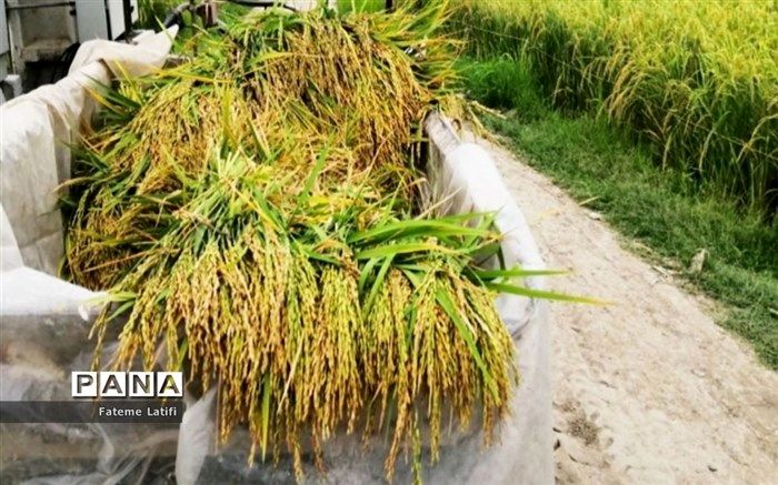 هوای مازندران مناسب برداشت برنج است