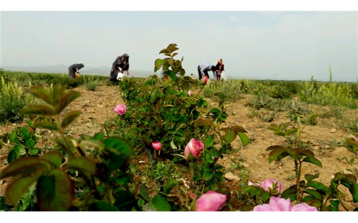 دو هکتار از اراضی کشاورزی شهرستان البرز به زیر کشت گل محمدی رفت