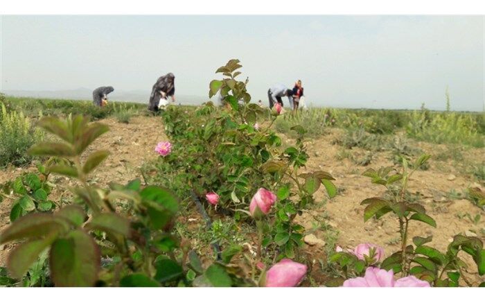 دو هکتار از اراضی کشاورزی شهرستان البرز به زیر کشت گل محمدی رفت