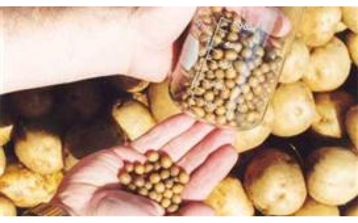 تلاش برای خودکفایی در تولید بذر سیب زمینی