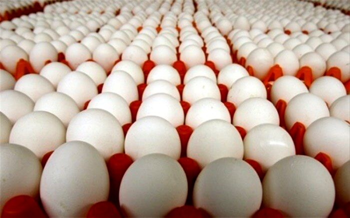 وجود روزانه ۲۵۰ تن تخم مرغ مازاد در کشور