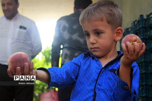 دومین جشنواره هلو شهرستان شبستر، شهر شندآباد