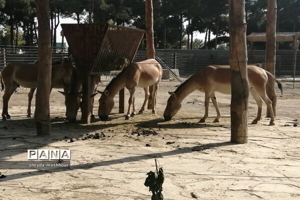 باغ وحش ارم تهران
