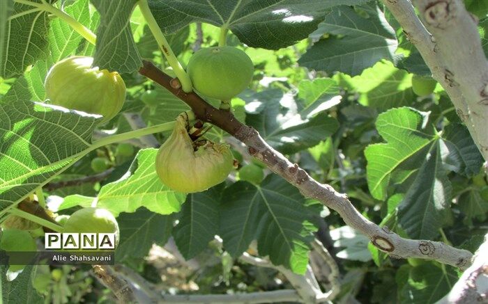 نی ریز دومین تولید کننده انجیر خشک کشور