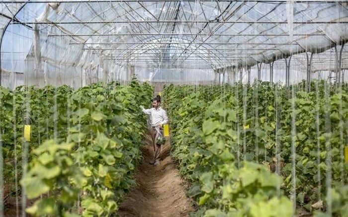 آلودگی گلخانه‌های یزد، واقعیت یا ادعا