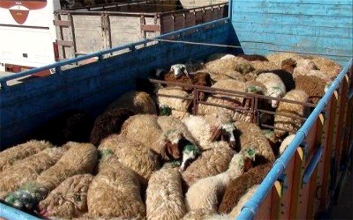 قیمت هر کیلوگرم دام زنده برای ایام تاسوعا و عاشورا 42 هزار تومان اعلام شد