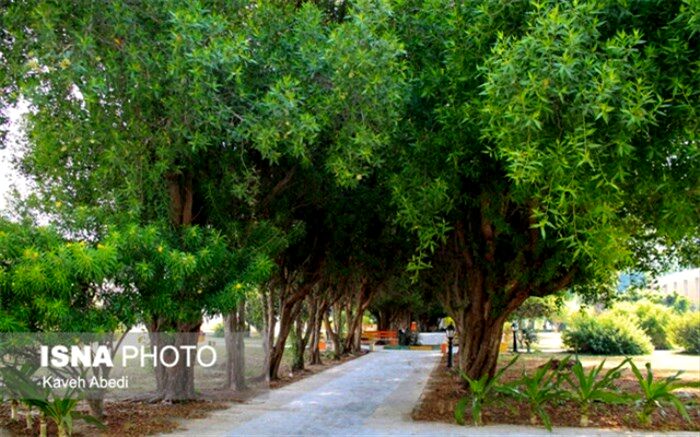 ۸ نکته درباره گونه‌های گیاهی مهاجم