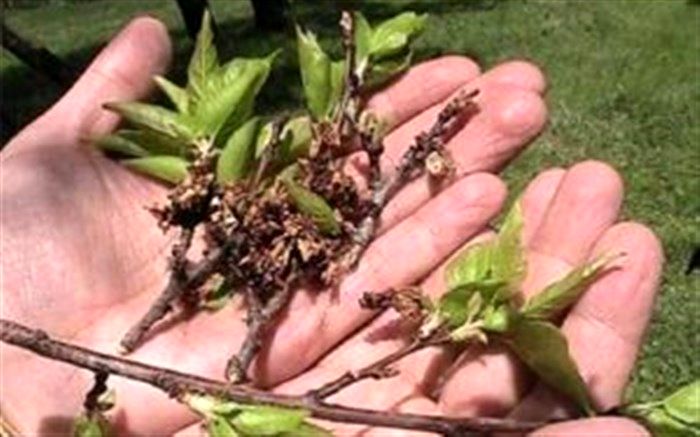 خسارت بخش کشاورزی آذربایجان غربی به ۷۵۸۰ میلیارد ریال رسید