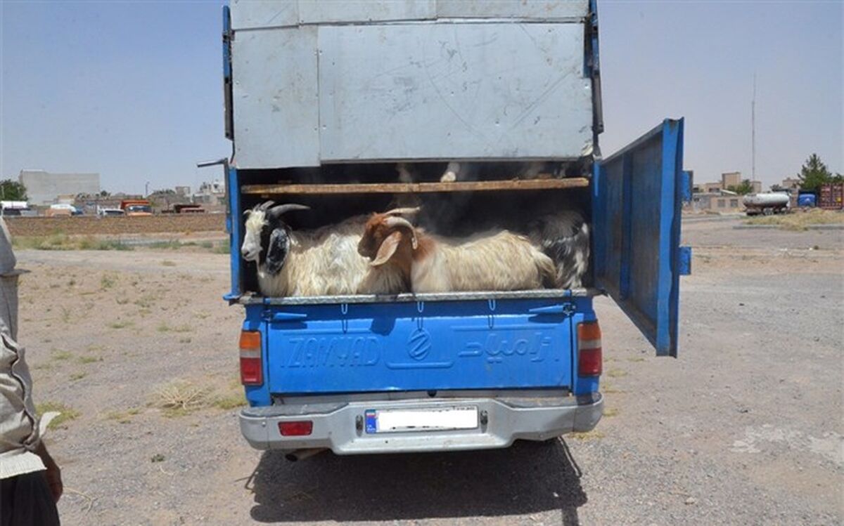 کشف 19 راس دام قاچاق در محور تایباد به خواف
