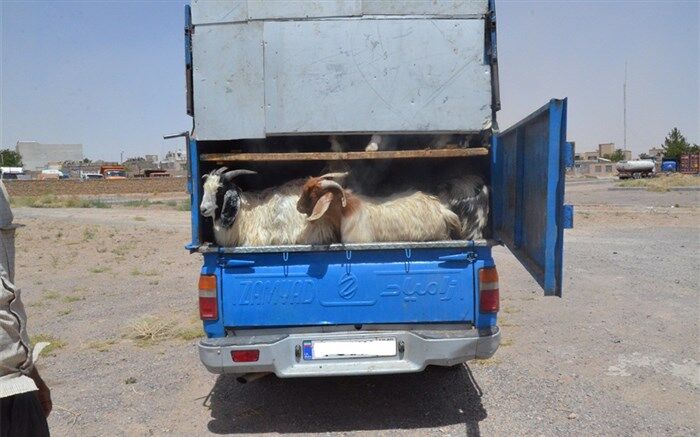 کشف 19 راس دام قاچاق در محور تایباد به خواف