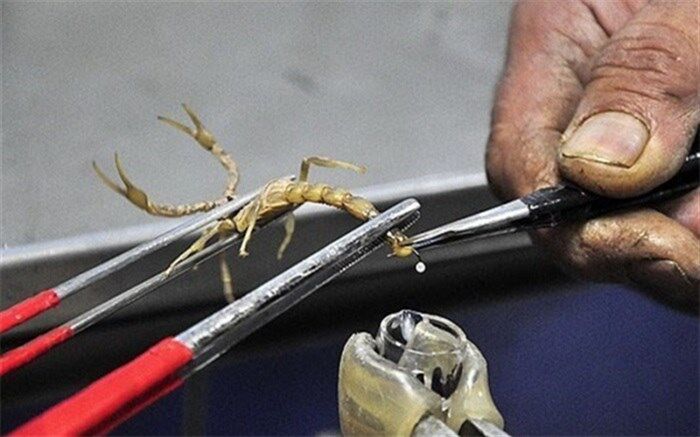 پشت‌پرده و عواقب خطرناک زنده‌گیری بی‌رویه مار و عقرب در کشور