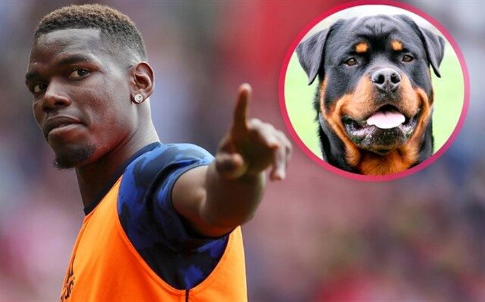 پوگبا و خرید سگ محافظ ۱۵ هزار پوندی!