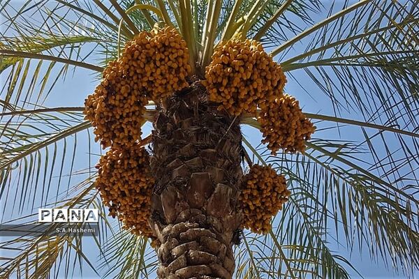 برداشت چهل تن  رُطَب و خرما، در  مهد نخلستان فارس