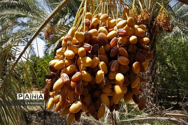 برداشت چهل تن  رُطَب و خرما، در  مهد نخلستان فارس