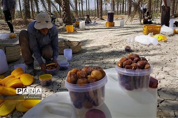 برداشت چهل تن  رُطَب و خرما، در  مهد نخلستان فارس