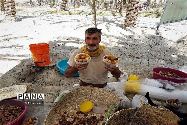 برداشت چهل تن  رُطَب و خرما، در  مهد نخلستان فارس