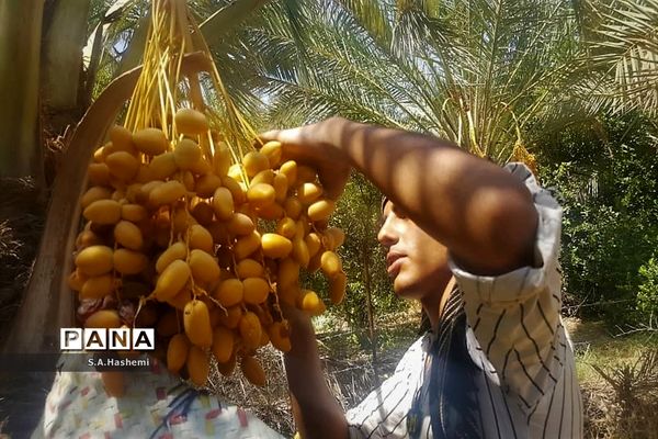 برداشت چهل تن  رُطَب و خرما، در  مهد نخلستان فارس