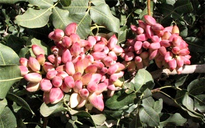 تولید پسته مرغوب در دل کویر اشتهارد