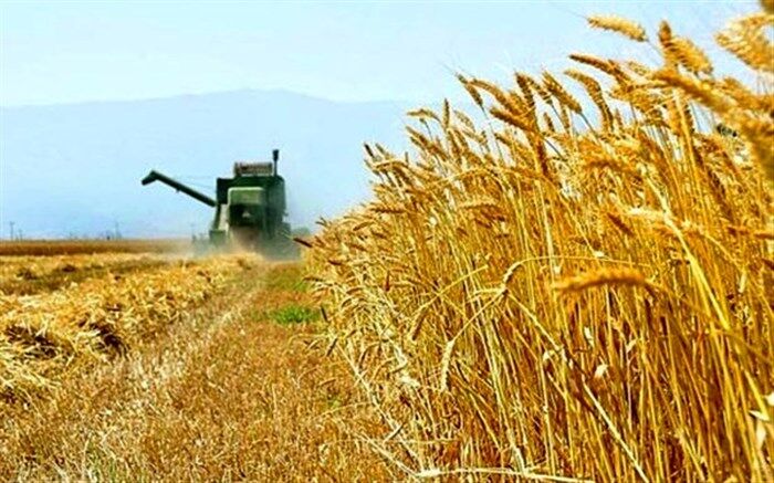 قیمت خرید تضمینی گندم تا آخرهفته اعلام می‌شود