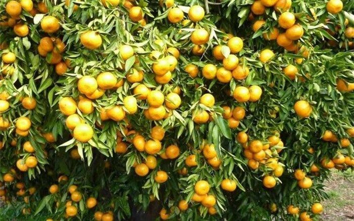 مدیرکل دفتر پیش آگاهی سازمان حفظ نباتات: حلزون‌ها در باغ‌های مرکبات شمال کشور قابل کنترل هستند
