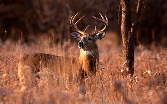 امکان انتقال ویروس سل از گوزن به انسان