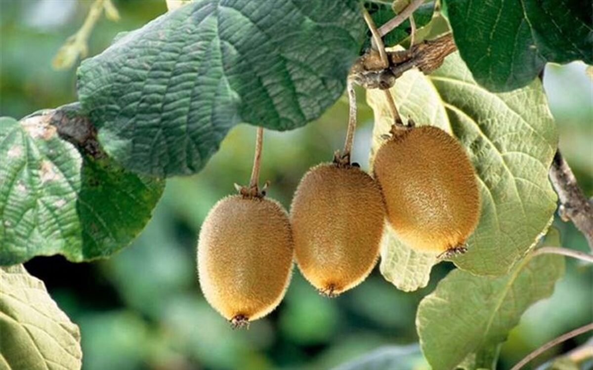 ممنوعیت صادرات کیوی لغو شد